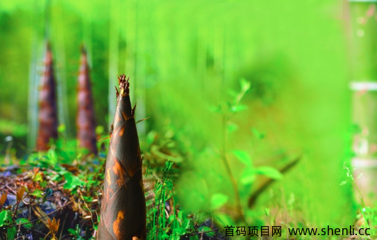 网站就是人生,坚持总会有阳光。